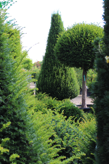 Italian Garden Trees