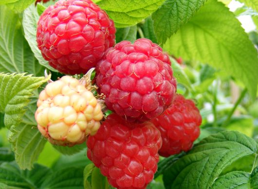 Raspberry Special | Stories | The Oxfordshire Gardener