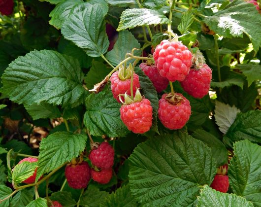 Raspberry Special | Stories | The Oxfordshire Gardener